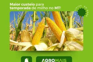 Custeio da temporada 24/25 de milho deve ser 5,5% maior em MT