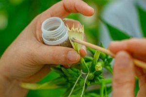 Melhoramento Genético de Sementes de Tabaco: Foco na Qualidade e Resistência para o Futuro
