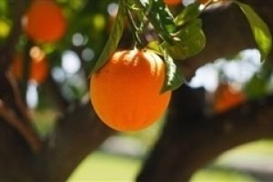 Grandes Produtores de Citricultura Implementarão Irrigação em 2.400 Hectares