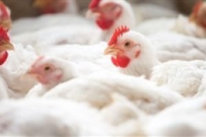 Alta nos Preços do Frango Vivo é Registrada em Setembro