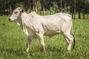 Preços do Boi Gordo Disparam com Redução na Oferta e Clima Seco