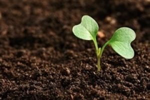 Brasil se consolida como centro de inovação em insumos biológicos