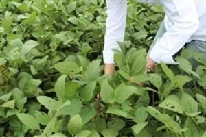 Da Pesquisa sobre Câncer à Agricultura: O Avanço da Tecnologia no Campo