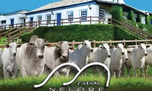  Touros e matrizes Nelore PO com RGD no 2º Leilão FMFC em Porteiras – CE