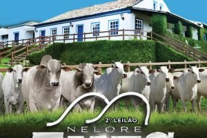 Touros e matrizes Nelore PO no leilão FMFC 2025