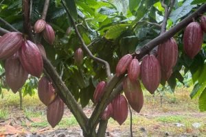 Cultivo de cacau avança no Ceará com tecnologia adaptada ao clima local.
