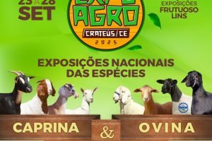 Exposição de ovinos, caprinos e bovinos durante a Expoagro Crateús 2025 no Ceará.