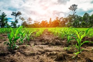 II Ibiapaba Agrotech evento carbono neutro