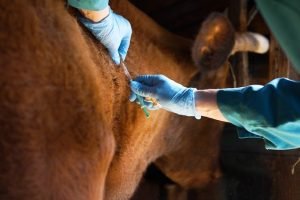 Ceará planeja campanha de vacinação contra a brucelose para proteger rebanhos e fortalecer a cadeia do leite.