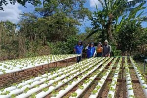 Produção hidropônica de alface avança em Ubajara com apoio técnico.