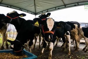 Animais nascidos com tecnologia de fertilização in vitro foram exibidos no Conexão Agro, em Iguatú, reforçando os resultados do projeto FIV Ceará.