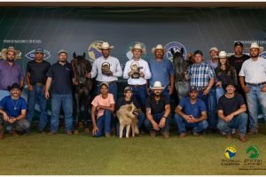 Alexandre Landim em competição de Ranch Sorting