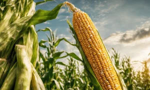 Mesmo com Redução nas Exportações, Preço do Milho Sobe 36% no Brasil em 2024