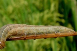 Estratégias para Combater a Lagarta-da-Panícula no Cultivo de Arroz