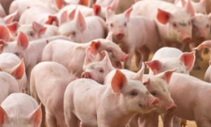 O novo acordo entre Brasil e Singapura fortalece a exportação de carne suína e impulsiona o agronegócio.