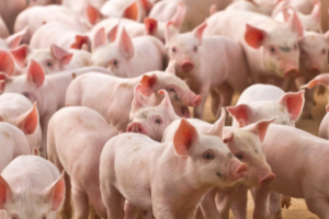 Contêiner refrigerado com carne suína brasileira destinada ao mercado de Singapura.