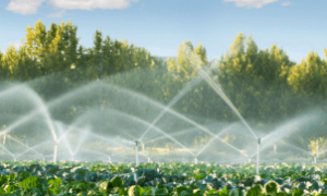 Novo polo de irrigação vai impulsionar a agricultura irrigada no Amapá