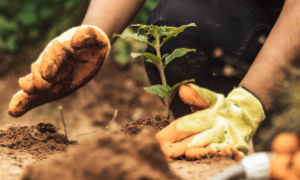 Técnicas sustentáveis reduzem impactos ambientais e melhoram a saúde