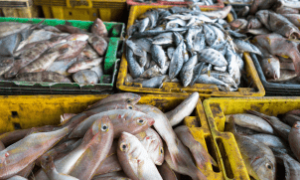 Funcionário no mercado de peixes durante ações do Agro Ceará contra tarifaço