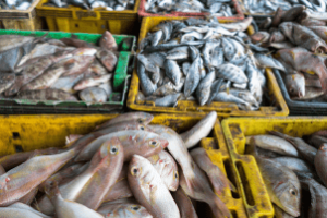 Funcionário vende peixes vermelhos em Fortaleza, simbolizando medidas do Agro Ceará contra tarifaço