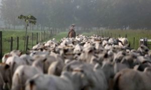 Datagro aponta crescimento dos abates em 2025 e queda em 2026.