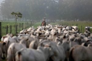 Gráfico mostra previsão da Datagro para os abates de bovinos em 2025 e 2026
