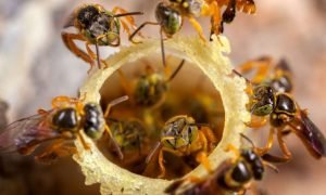 Abelhas nativas e africanizadas são essenciais para a biodiversidade brasileira