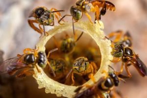 Abelhas jataí e africanizadas destacadas no manual das abelhas
