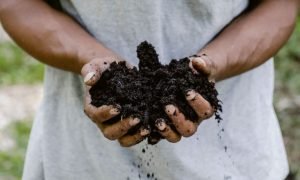 Parceria entre Brasilseg e Reg.IA incentiva práticas regenerativas e reduz riscos ambientais no campo.