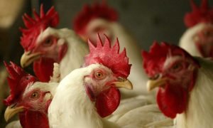 Brasil exporta 493,2 mil toneladas de carne avícola em março de 2026 e consolida liderança global.