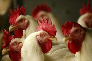 Brasil exporta 493,2 mil toneladas de carne avícola em março de 2026 e consolida liderança global.