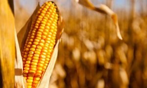 Produção de milho deve crescer 1,75% em 2025/26, segundo Safras & Mercado.