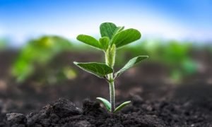 Projetos de carbono fortalecem a agricultura regenerativa e estruturam a nova economia do agro