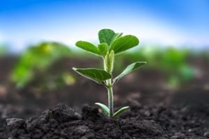 Projetos de carbono unem tecnologia e regeneração do solo para estruturar o agro brasileiro sustentável