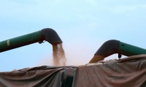 Plantio de soja 2025/26 acelera, mas clima segue como desafio no Brasil.