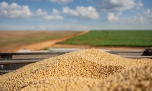 Exportação de Soja Brasileira Bate Recorde Histórico em Outubro