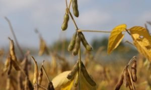 Vagens de soja simbolizando aumento da Recuperação Judicial no Agro em 2025