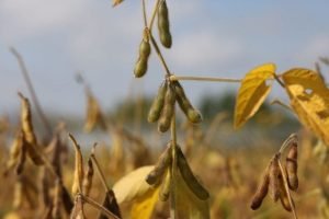 Detalhe de vagens de soja representando aumento da Recuperação Judicial no Agro