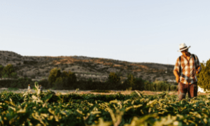 Exportações sustentam o agronegócio brasileiro em abril, mesmo com instabilidades climáticas
