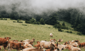 Colheita de soja representa o avanço da agropecuária no 1º trimestre de 2025

