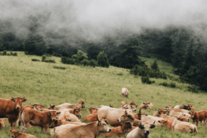 máquinas colhem soja em lavoura produtiva no interior do Brasil