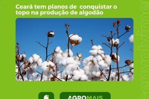 Explorando Novos Horizontes: Ceará Ambiciona Conquistar o Topo na Produção de Algodão