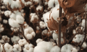 Algodão com fibra longa desenvolvido pela Embrapa para atender mercados premium