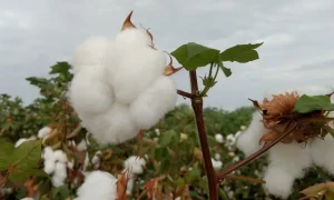O algodão Cariri ganha reconhecimento com a Indicação Geográfica apresentada na ExpoCariri 2025.