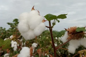 Produtores do Cariri comemoram a conquista da Indicação Geográfica do algodão durante a ExpoCariri 2025.