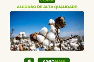 Ceará Reinventa a Cotonicultura Brasileira com Algodão de Qualidade Comparável ao Egípcio