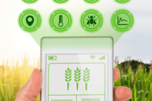 Aplicativo Zarc com informações do zoneamento agrícola de risco climático em uso por produtor rural
