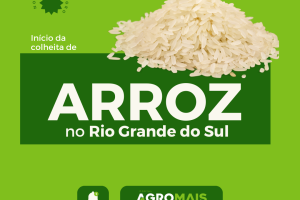 Colheita de Arroz no Rio Grande do Sul: Início Gradual e Desafios no Mercado