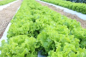 Cultivares de Alface da Embrapa Mostram Desempenho Superior em Altas Temperaturas