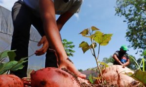 Evento reúne especialistas e produtores em São Benedito (CE)
